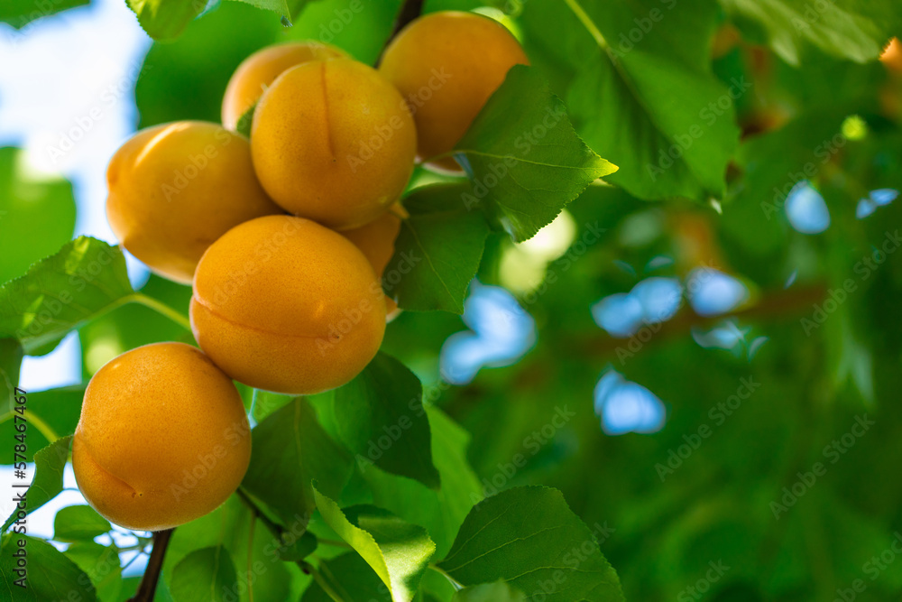 Ripe apricots on a branch of a tree in the orchard.