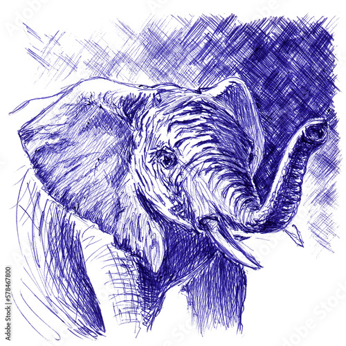 Elephant closeup. Hand drawn sketch with ballpoint pen on paper texture. Isolated on white. Bitmap