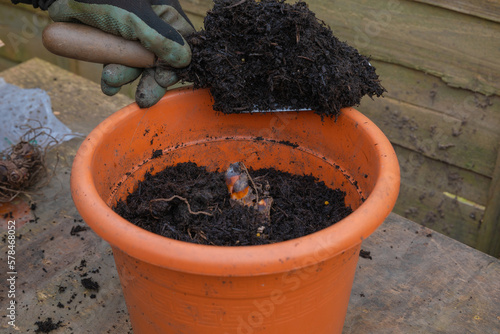 Canna lily tropicanna planting