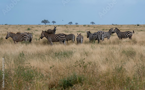 Zebra herd in African grasslands   Kenya National Park