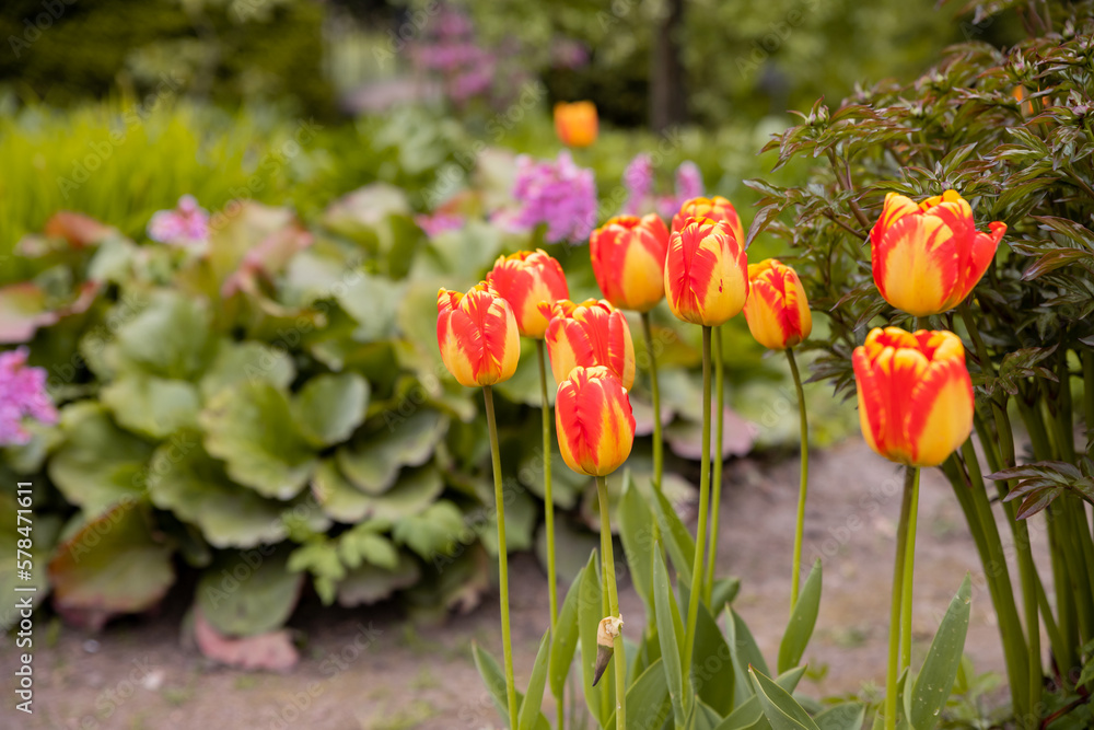 Obraz premium Beautiful tulip in the meadow. Flower bud in spring in the sunlight. Flowerbed with flowers. multicolored, blooming tulips of white, yellow and orange in the field