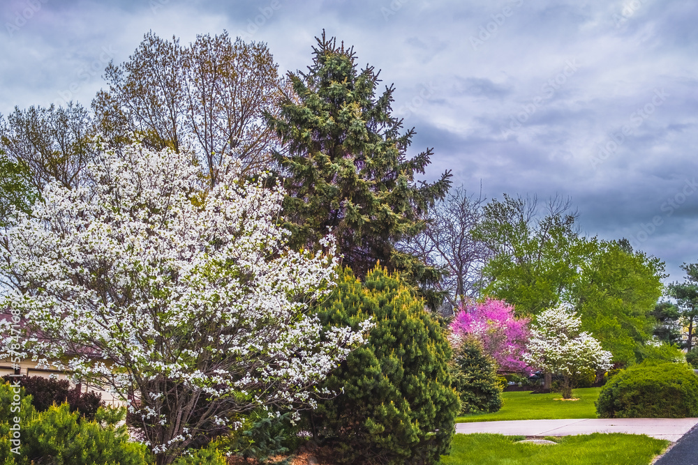View of front yards in suburban neighborhood in spring; dogwood and redbud trees are blooming View of front yards in suburban neighborhood in spring; dogwood and redbud trees are blooming
