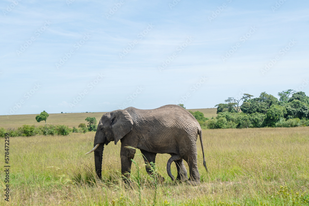 A male elephant chasing a female elephant with his hardened penis, Kenya National Park.