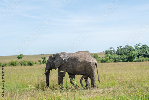 A male elephant chasing a female elephant with his hardened penis  Kenya National Park.