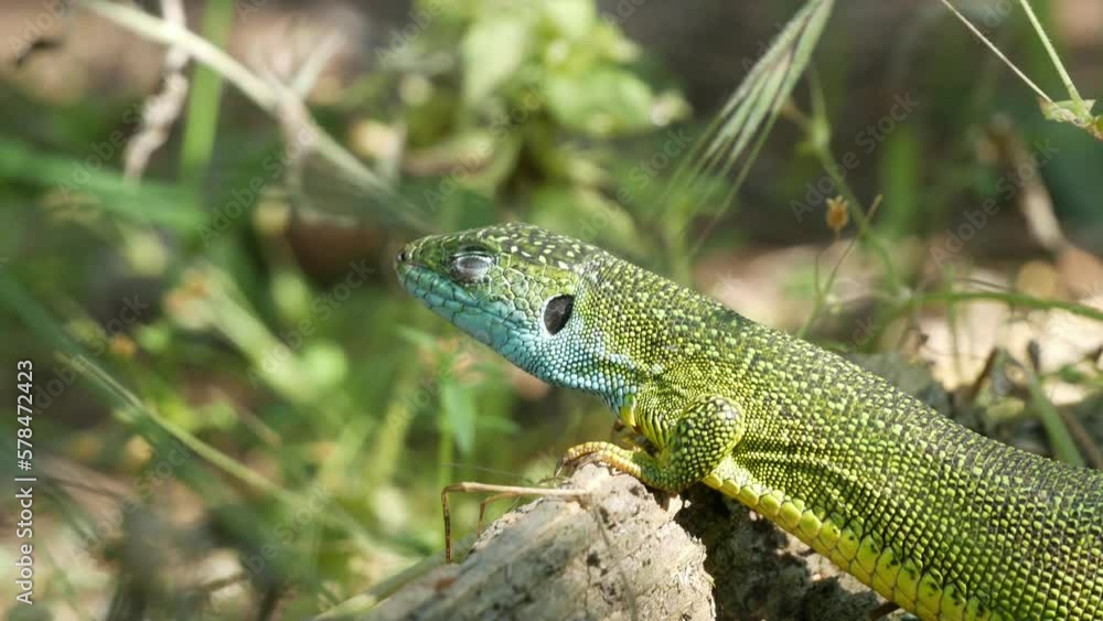 Close-up of a green-colored lizard with a blue head basking in the sun in nature. Close-up of a green-colored lizard with a blue head basking in the sun in nature.