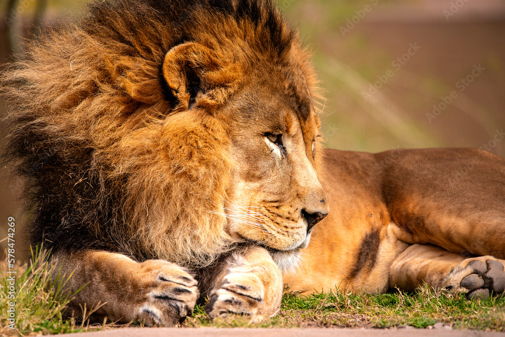 A portrait of a male lion