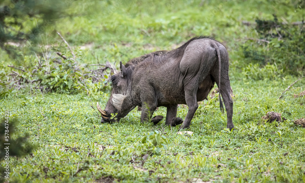 Wild African pig or warthog with large fangs feeds in the savannah. Wild African pig or warthog with large fangs feeds in the savannah.