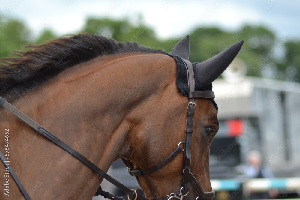 Fototapeta premium Bay Horse wearing a black ear bonnet at an event