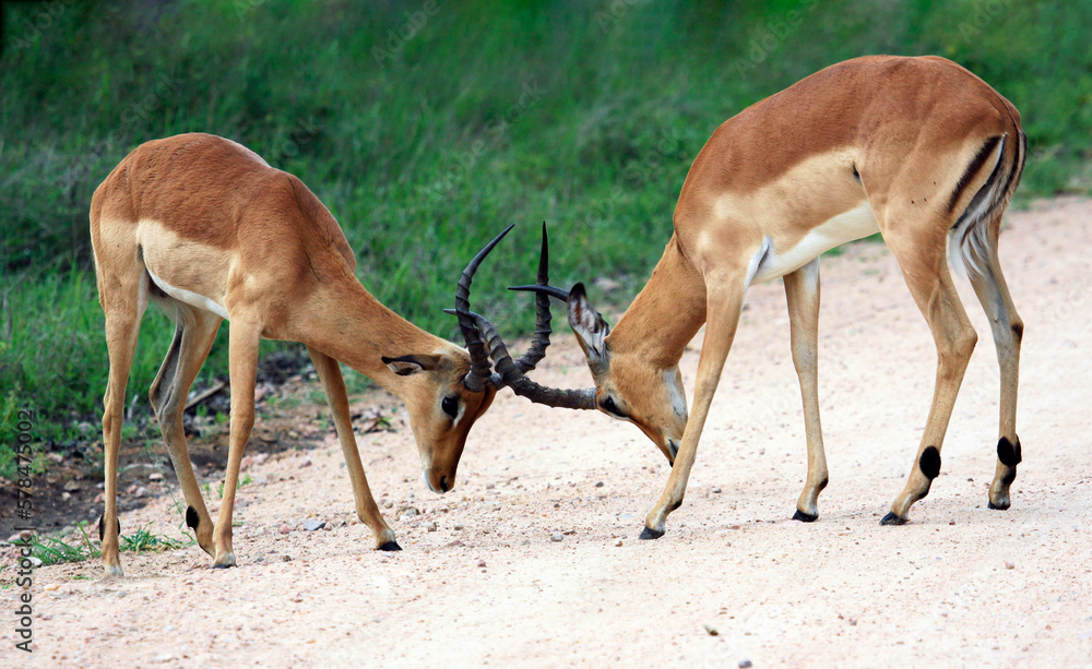 Young males of wild impala try their hand at butting horns. Young males of wild impala try their hand at butting horns.
