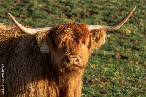 Scottish Highland cow