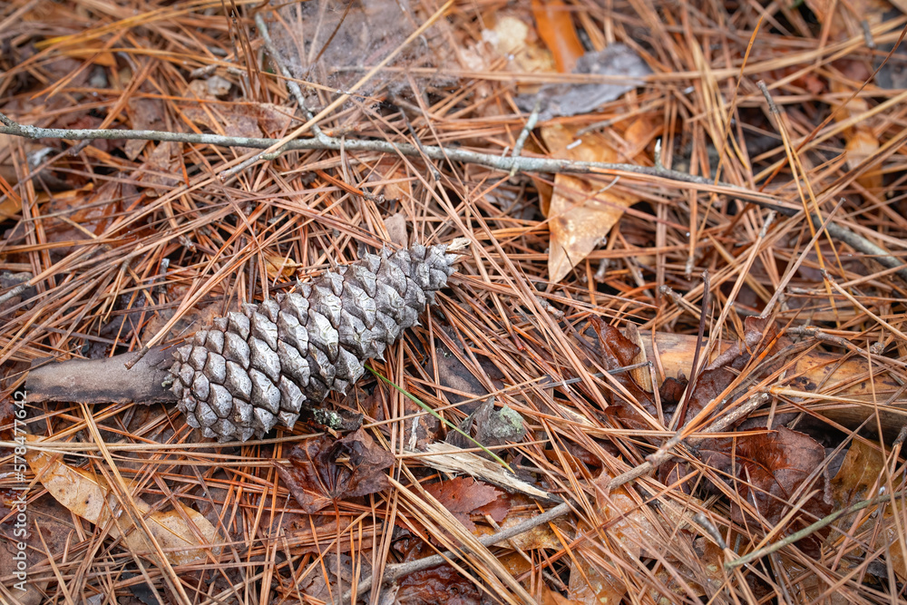 Pinecone restrs on the floor of a pine forest Pinecone restrs on the floor of a pine forest