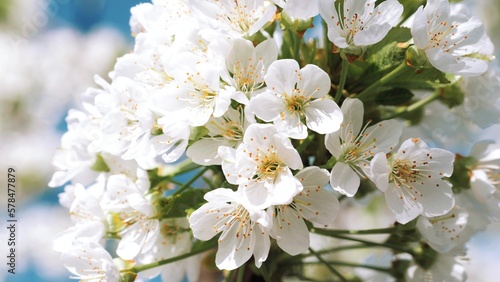 Springtime. White flower. Flowering in the garden of trees. Blooming. Spring mood, awakening of nature. Beautiful Spring Flowers.