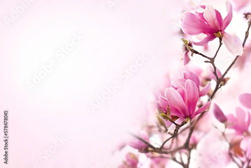 Spring delicate magnolia blossom, springtime flowers bloom, pastel and soft pink floral card, selective focus, shallow DOF, toned © ulada