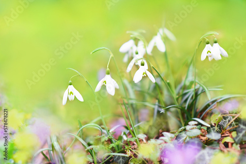 Spring blossoming snowbell, springtime snowdrops blooming flowers in garden, selective focus, shallow DOF, toned