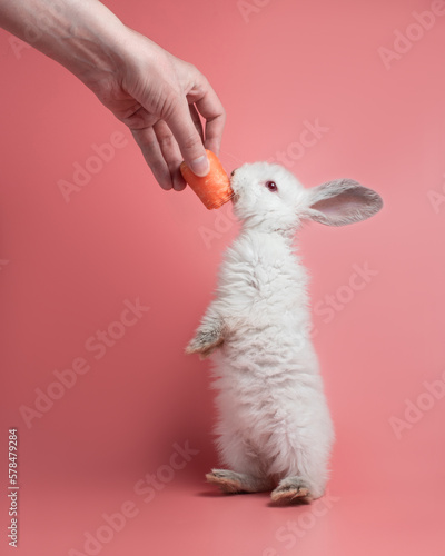 Fluffy white rabbit with grey paws and ears stands on its hind legs and ears carrot. Pet with long ears on pink background. Bunny studio shot. Man feeds a rabbit with a carrot. Feeding a small bunny