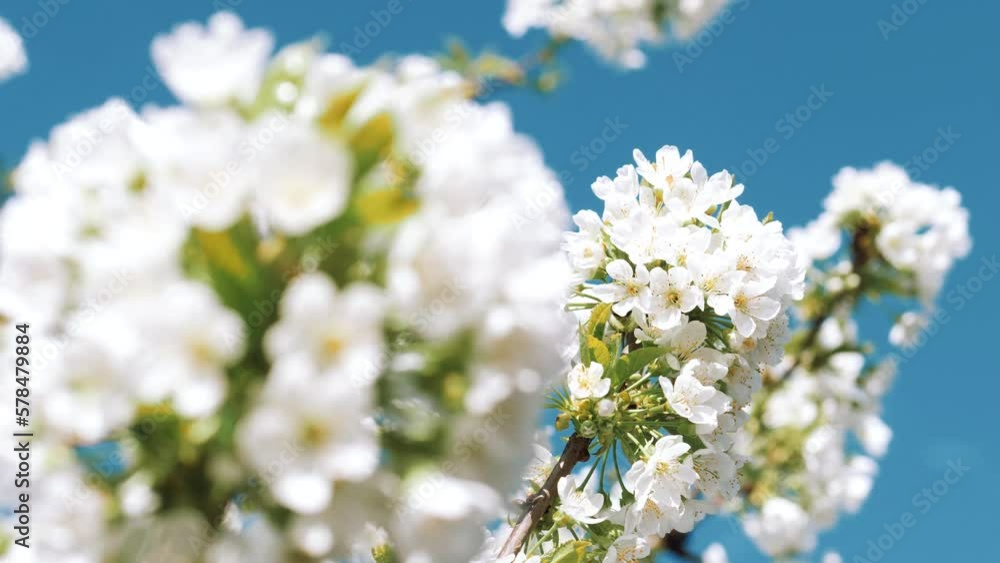 Blooming. Springtime. White flower. New life. Flowering in the garden of trees. Spring mood, awakening of nature. Beautiful Spring Flowers. Blooming. Springtime. White flower. New life. Flowering in the garden of trees. Spring mood, awakening of nature. Beautiful Spring Flowers.