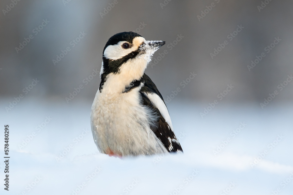 The female woodpecker is large mottled in the winter forest in the snow The female woodpecker is large mottled in the winter forest in the snow