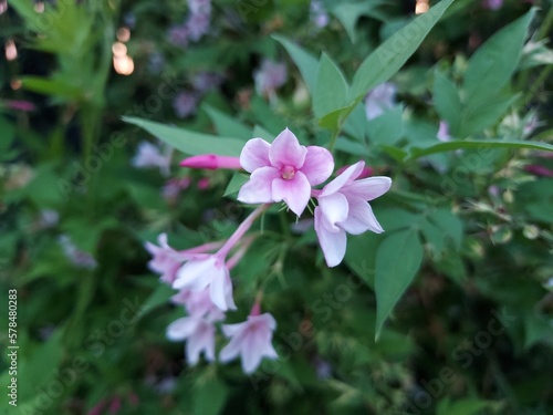 Fleur de jasmin, rose et blanche