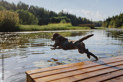 Photography dog chocolate labrador retriever jumps into lake from pier, pet in flight over water