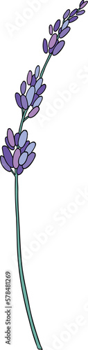 Lavender flower. Provence floral herb with purple blooms. Botanical drawing of French field Lavandula. Blossomed lavander. Colored hand-drawn vector illustration isolated on white background