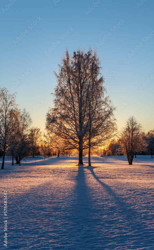 Fototapeta premium Sunset behind a large birch that makes it glow. The low sun causes long shadows on the field of snow in the front.