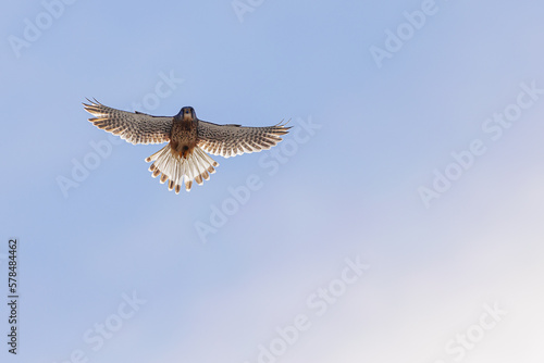 The common kestrel (Falco tinnunculus) high in the sky photo