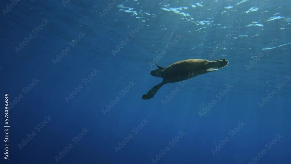 A sea turtle swimming at the surface of the water with rays sunlight in the Red Sea, Egypt A sea turtle swimming at the surface of the water with rays sunlight in the Red Sea, Egypt