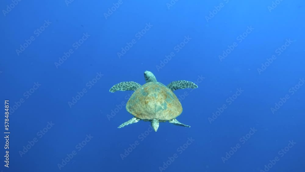 Sea turtle swimming in open blue water in the Red Sea, Egypt Sea turtle swimming in open blue water in the Red Sea, Egypt