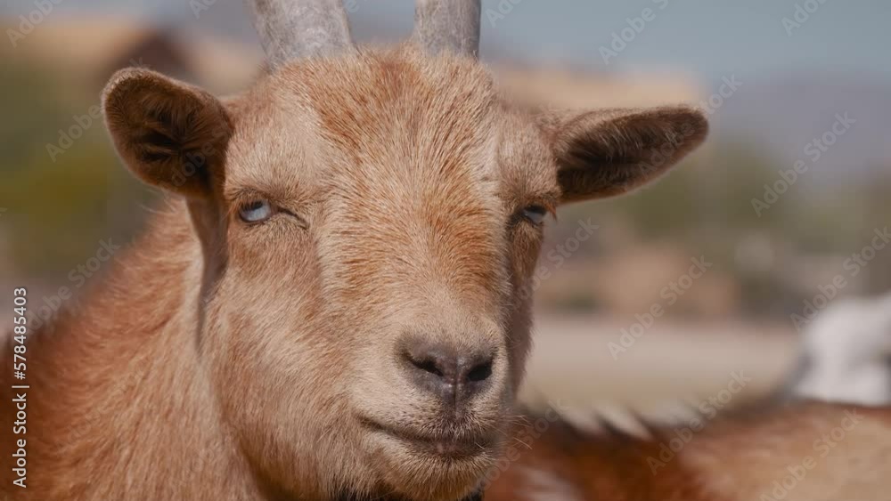 Goat on the farm. Livestock raising on the farm, farming, walking pets on the ranch. Farm animals on pasture. Goat on the farm. Livestock raising on the farm, farming, walking pets on the ranch. Farm Goat on the farm. Livestock raising on the farm, farming, walking pets on the ranch. Farm animals on pasture. Goat on the farm. Livestock raising on the farm, farming, walking pets on the ranch. Farm