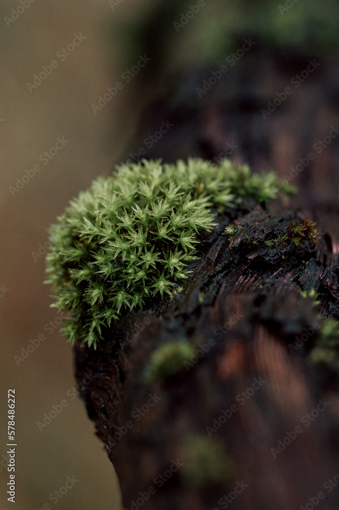 moss on tree moss on tree