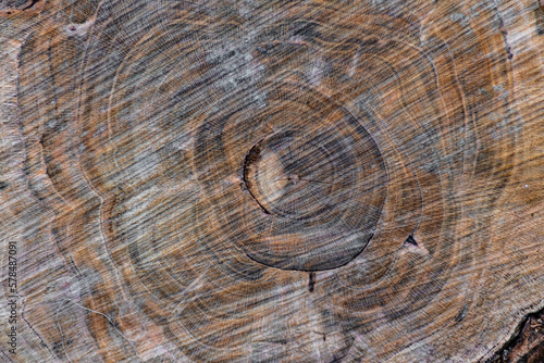 Cut tree trunk with circular cuts. Orange winter colors. Presence of veins on the surface. Wood Texture.