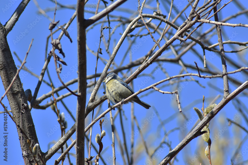 Colorfull blue tit perched on branch without leaves Colorfull blue tit perched on branch without leaves