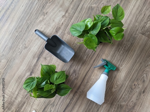 Indoor plant with gardening supplies on a wooden background. Pothos plant