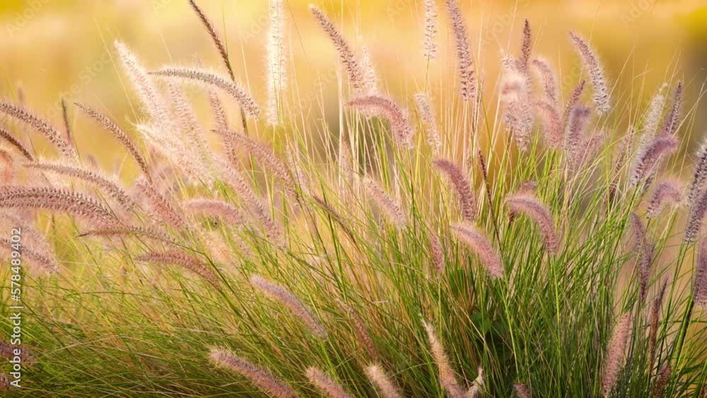Background of grass blowing in the breeze. Shot on the Big Island of Hawaii. Background of grass blowing in the breeze. Shot on the Big Island of Hawaii.