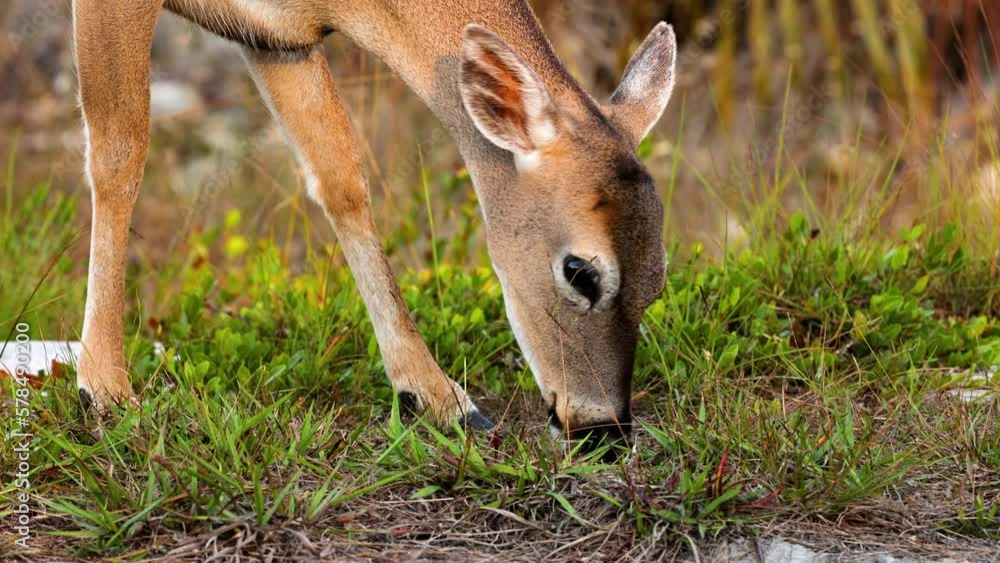 Key Deer are an endangered species that lives in the Florida Keys. In ...