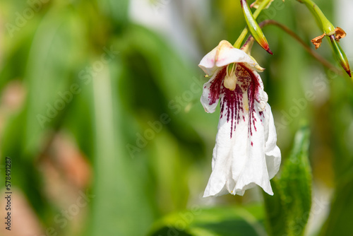 Close up of a dyers busy lizzie (impatiens tinctoria) flower in bloom photo