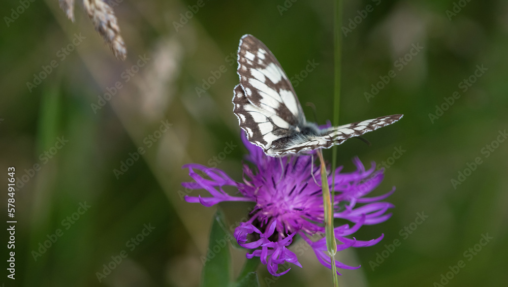 Fototapeta premium A checkerboard butterfly closeup at summer on a flower in summer