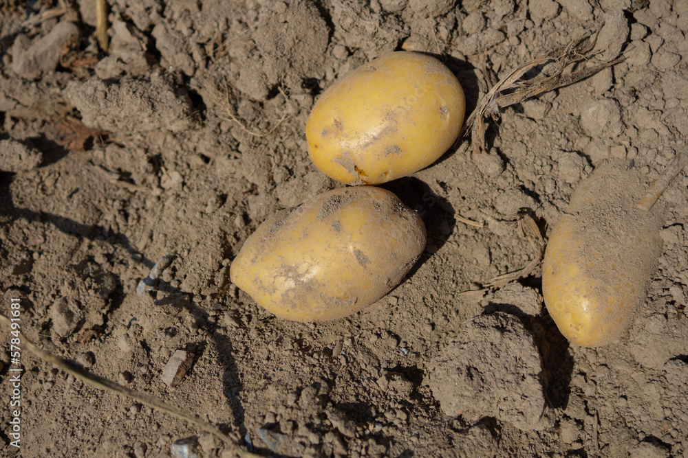 Kartoffel wurden gerntet und liegen au dem Feld Kartoffel wurden gerntet und liegen au dem Feld