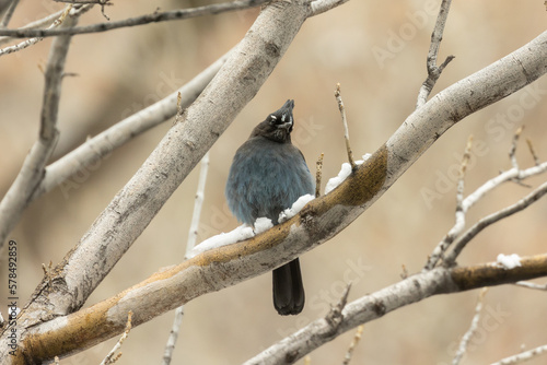 A Steller's jay is perched on a cottonwood branch with bits of snow still melting on the branch. The jay has it's head tilted to the side as it watches everything going on below.  photo