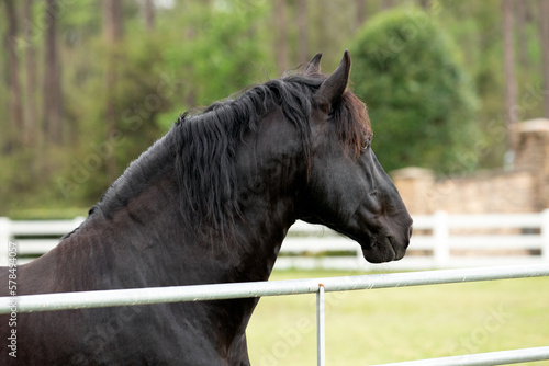 Black horse standing in a pasture.  photo