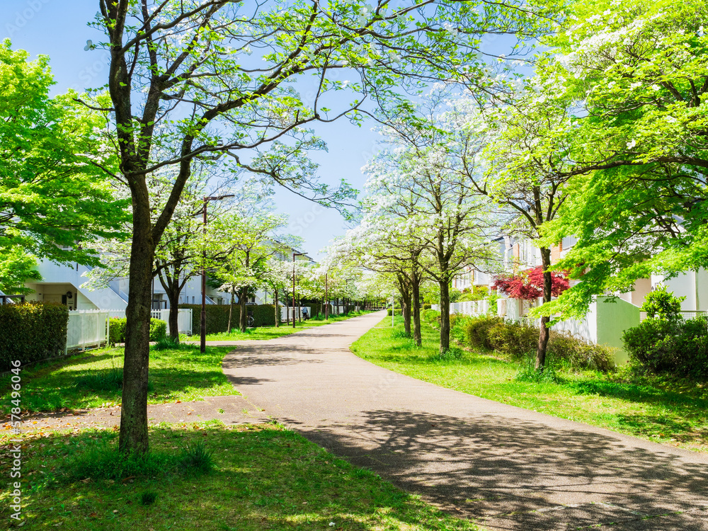 Fototapeta premium 郊外の住宅地 ハナミズキが咲く生活道路