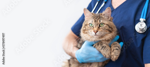 Tableau sur toile Cropped image of handsome male veterinarian doctor with stethoscope holding cute fluffy striped kitten in arms in veterinary clinic on white background banner
