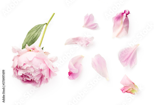 top view of a beautiful pink peony and loose petals isolated over a transparent background, romantic feminine spring design element