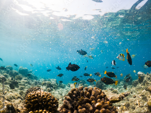 Fototapeta Naklejka Na Ścianę i Meble -  corals and tropical fish underwater sea life