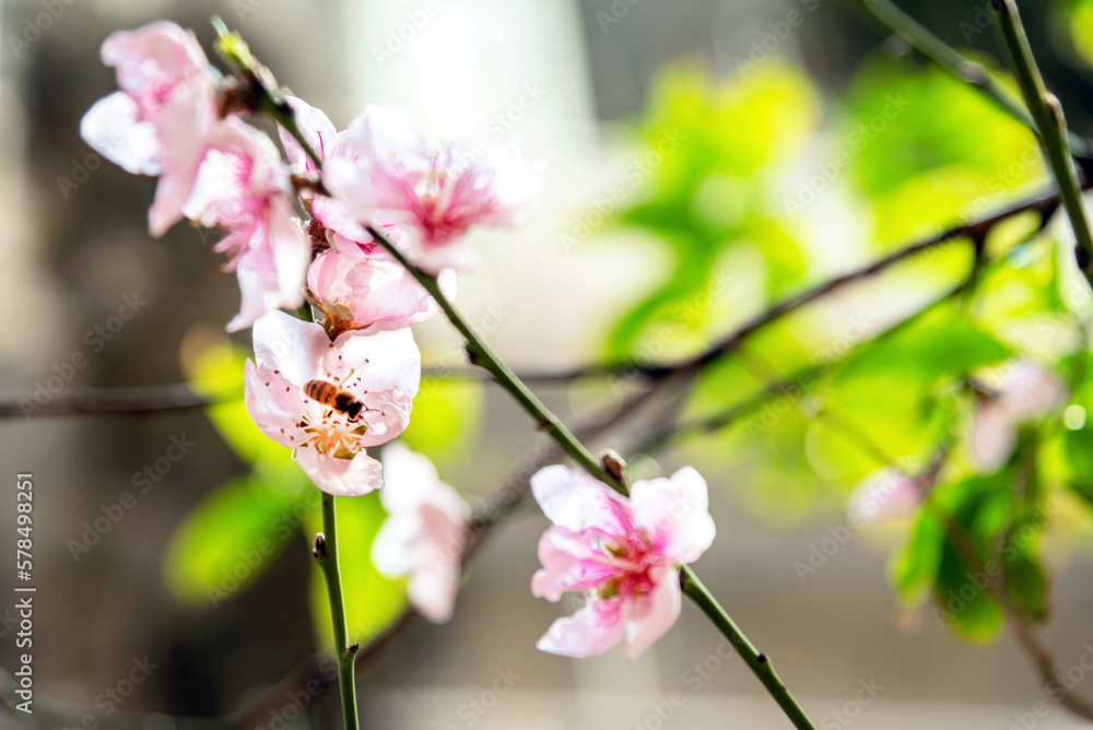 Obraz premium Spring cherry flower blooms with a bee in a garden, close up