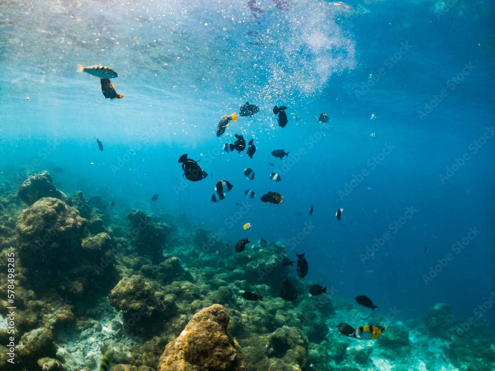corals and tropical fish underwater sea life corals and tropical fish underwater sea life