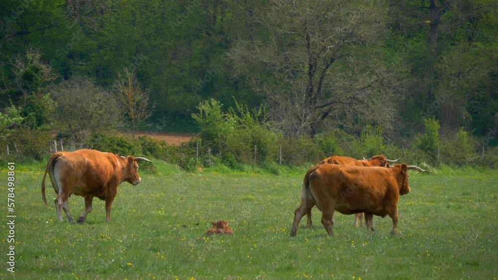Three Limousin cows with horns walk along a pasture while a small calf rests on the ground. Scenic footage of farm animals in their natural environment. Three Limousin cows with horns walk along a pasture while a small calf rests on the ground. Scenic footage of farm animals in their natural environment.