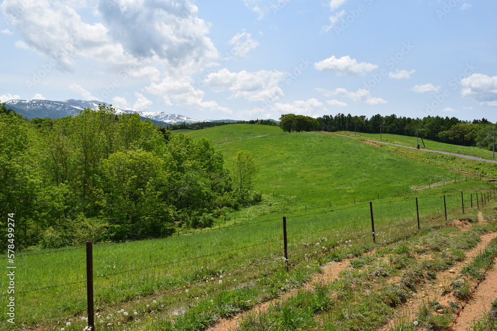 Obraz premium 月山高原牧場 ／ 山形県鶴岡市羽黒町にある月山高原牧場は、約100haの緑のジュウタンが広がり、雄大な高原の中で牛や羊を眺められます。高原からの眺めは最高で、ひそかな観光ポイントになっています。