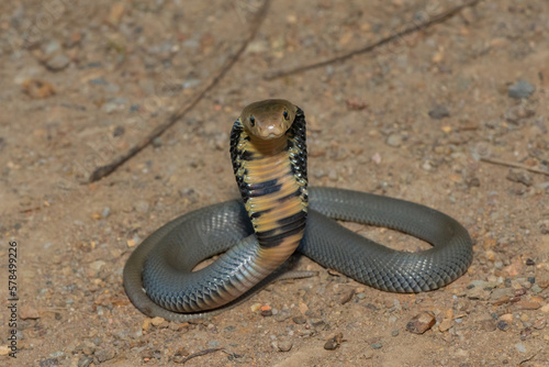 Mozambique Spitting Cobra (Naja mossambica)