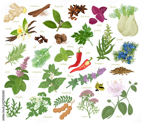 Herbs and spices collection